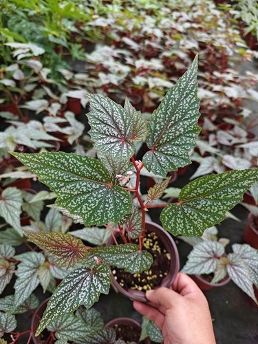 竹节秋海棠3网红盆栽塞拉山王乌头杂鳟鱼室内观叶好养耐阴盆栽 - 图2
