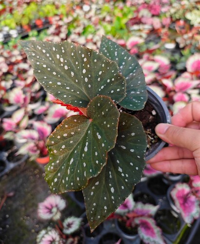 竹节秋海棠3网红盆栽塞拉山王乌头杂鳟鱼室内观叶好养耐阴盆栽 - 图1