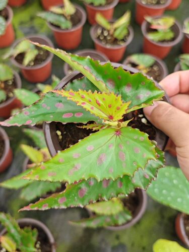 竹节秋海棠3网红盆栽塞拉山王乌头杂鳟鱼室内观叶好养耐阴盆栽 - 图3