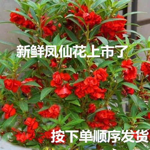 新鲜凤仙花指甲草花苗染指甲红白指甲花瓣种植指甲花种子美甲染发 - 图3