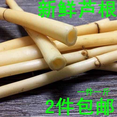 新鲜芦根 芦苇苗根 芦苇根 芦茅根苇根芦柴根另有白茅根凉茶 - 图0