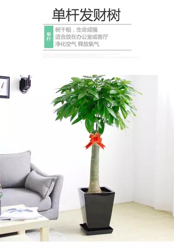 发财树盆栽招财树室内大型绿植客厅植物办公室开业花卉盆景送郑州