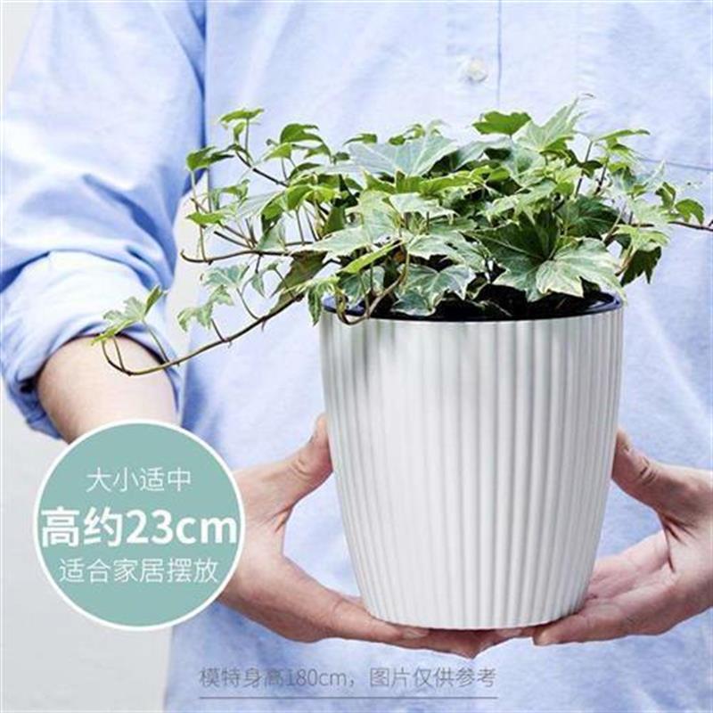 Ivy potted plant indoor purification air hanin orchid - 图1