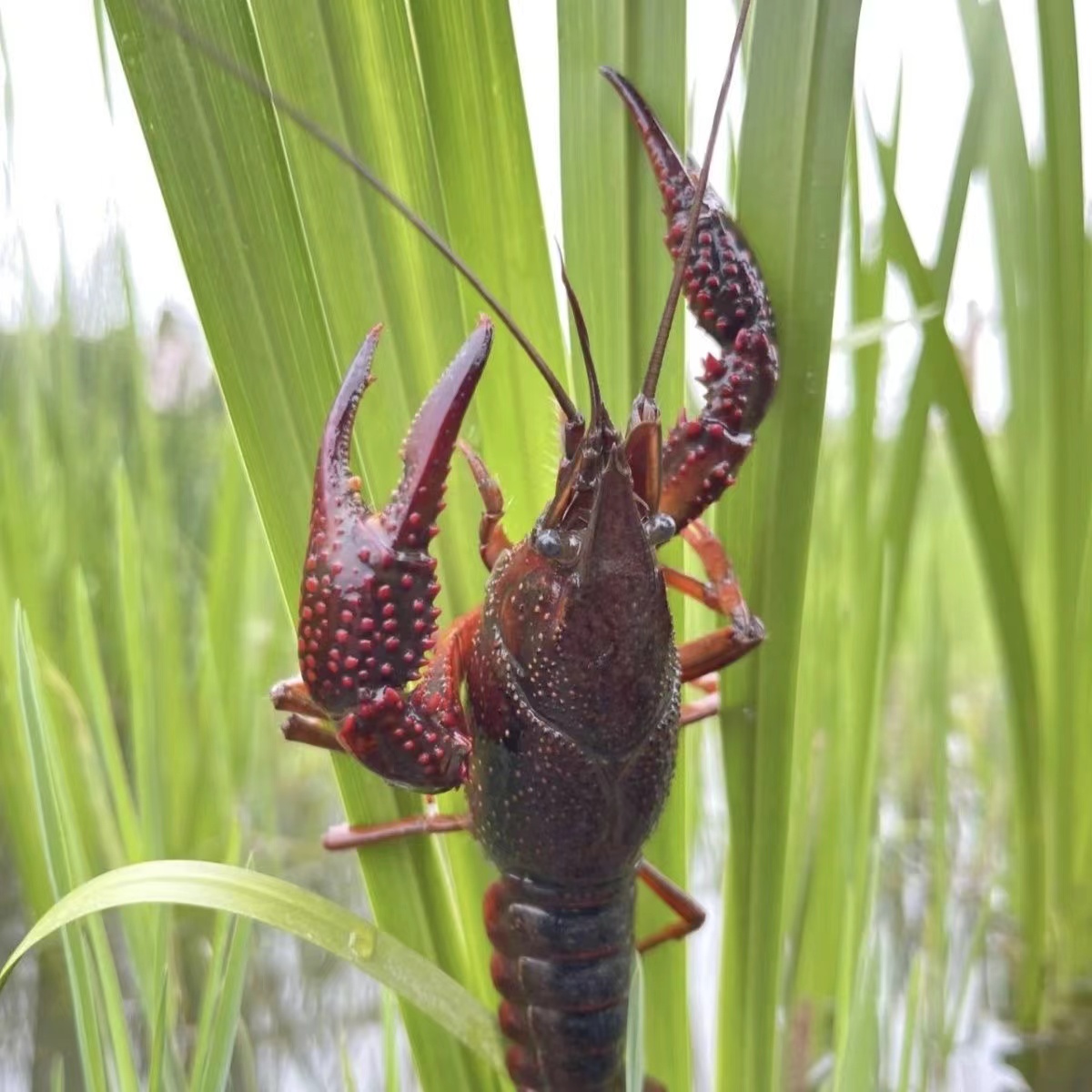 3斤234钱湖北小龙虾鲜活青红壳虾特大龙虾水产淡水清水虾现捞活虾 - 图1