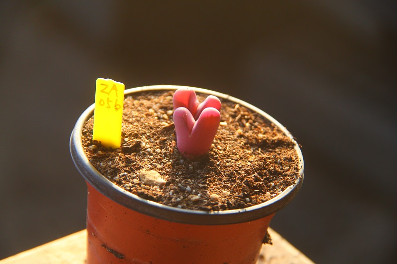 满30包邮红大内玉番杏生石花多肉一物一拍Lithops optica ‘Rubra - 图1