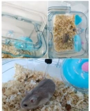 Роскошь висит двойной слой супер большую прозрачную виллу золотой шелковый медвежьи игрушка питомец Внешний трубопровод с однослойной хрустальной клеткой