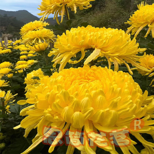 金丝皇菊大黄菊花茶去火清热旗舰正品独立装一朵一杯特级无硫礼盒 - 图1