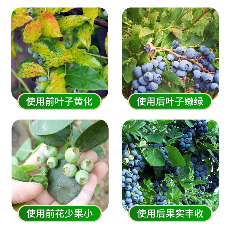 蓝莓肥料专用肥改善黄叶促生长硫酸钾颗粒高氮酸性种植盆栽高钾 - 图2