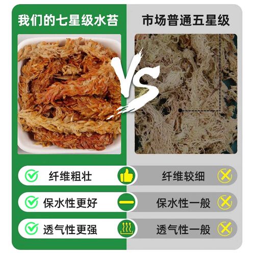 智利进口水苔毛毛虫水苔干苔藓兰花营养土乌龟冬眠垫材蝴蝶兰专用 - 图0