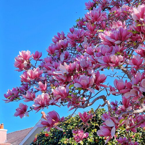 玉兰花树苗庭院别墅大型盆栽紫红白黄玉兰四季耐寒造景花卉植物 - 图3