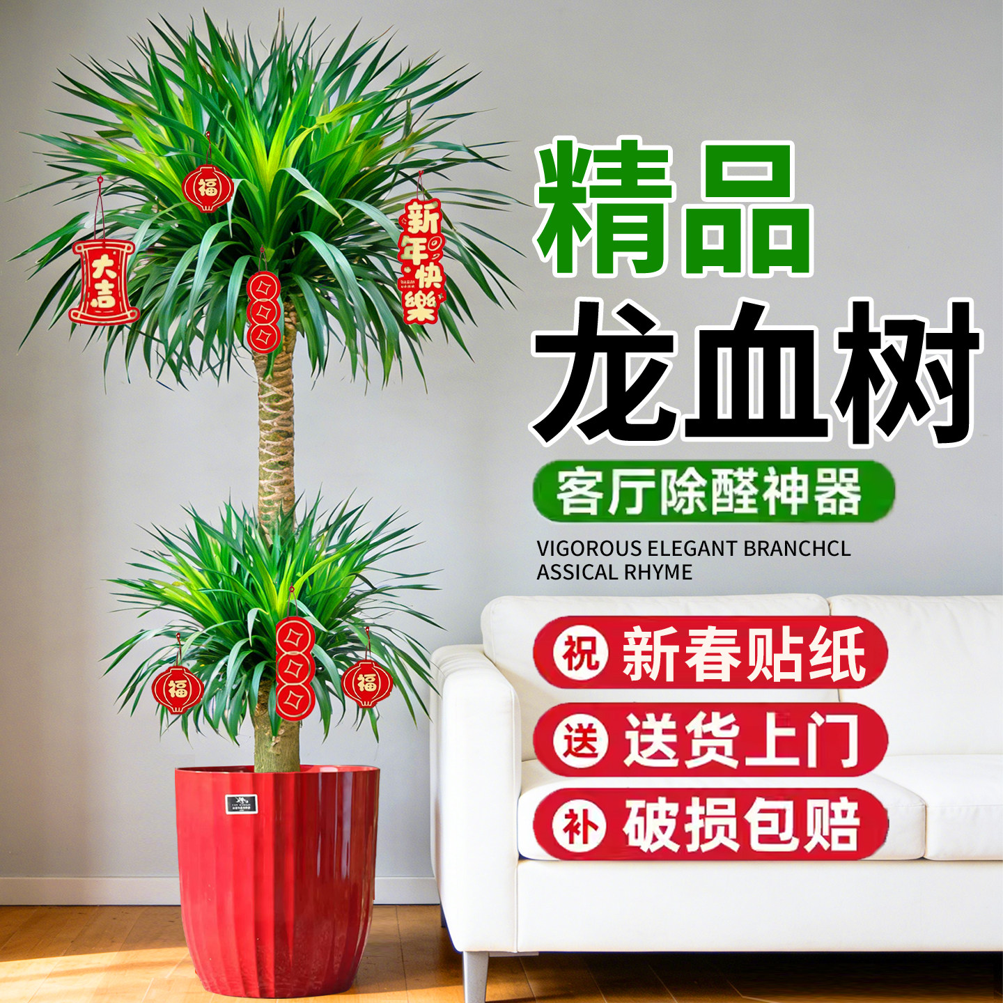 多头龙须树龙铁树龙血树客厅绿植客厅绿植室内大型龙血树植物盆栽,淘宝优惠券,粉丝福利购,淘宝优惠卷