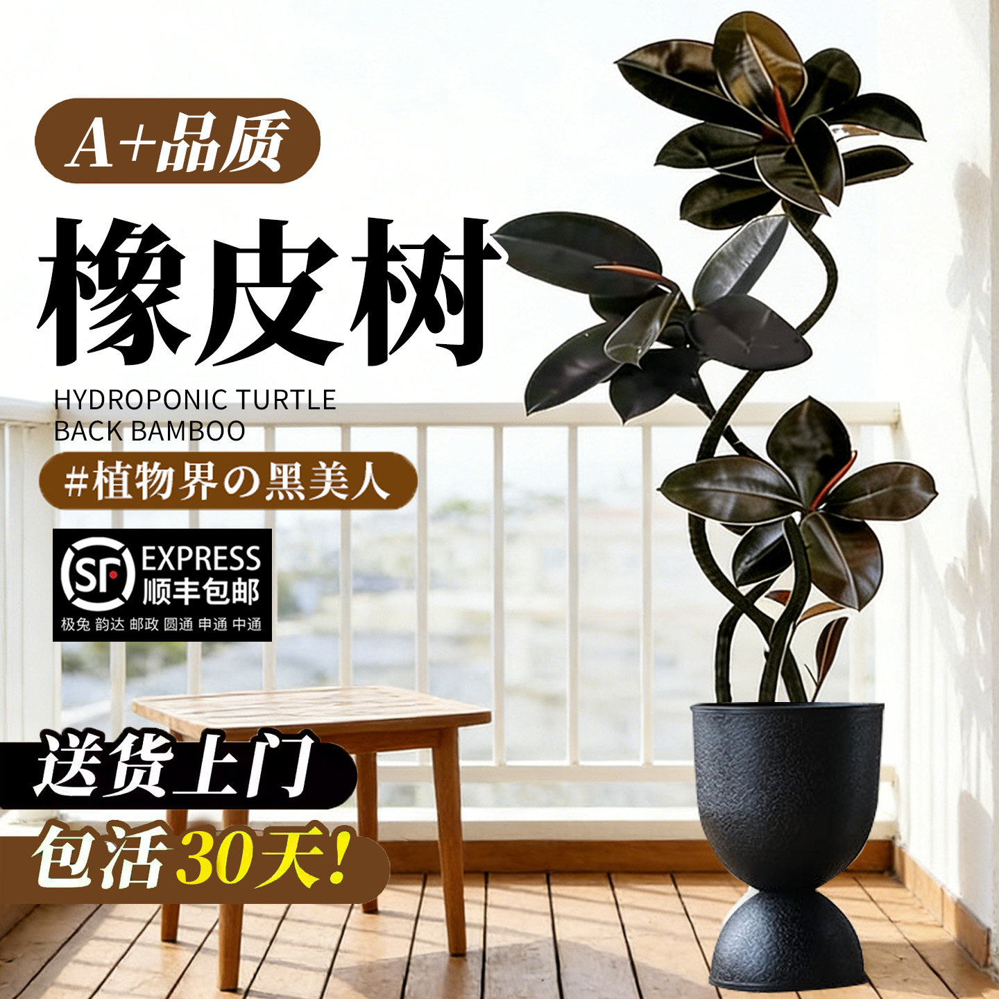 橡皮树大型绿植黑金刚客厅大盆栽拗造型室内办公室四季好养真植物,淘宝优惠券,粉丝福利购,淘宝优惠卷