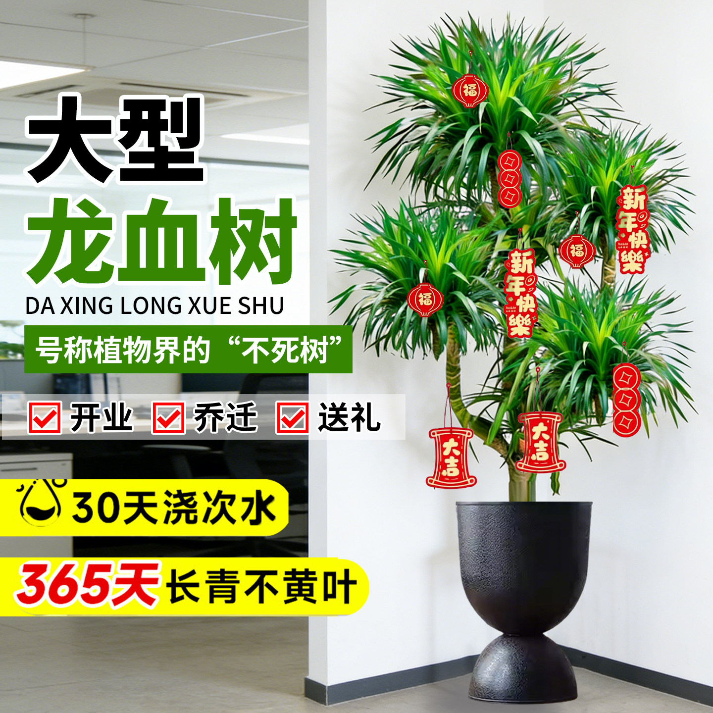 多头龙须树龙铁树龙血树客厅绿植客厅绿植室内大型龙血树植物盆栽,淘宝优惠券,粉丝福利购,淘宝优惠卷
