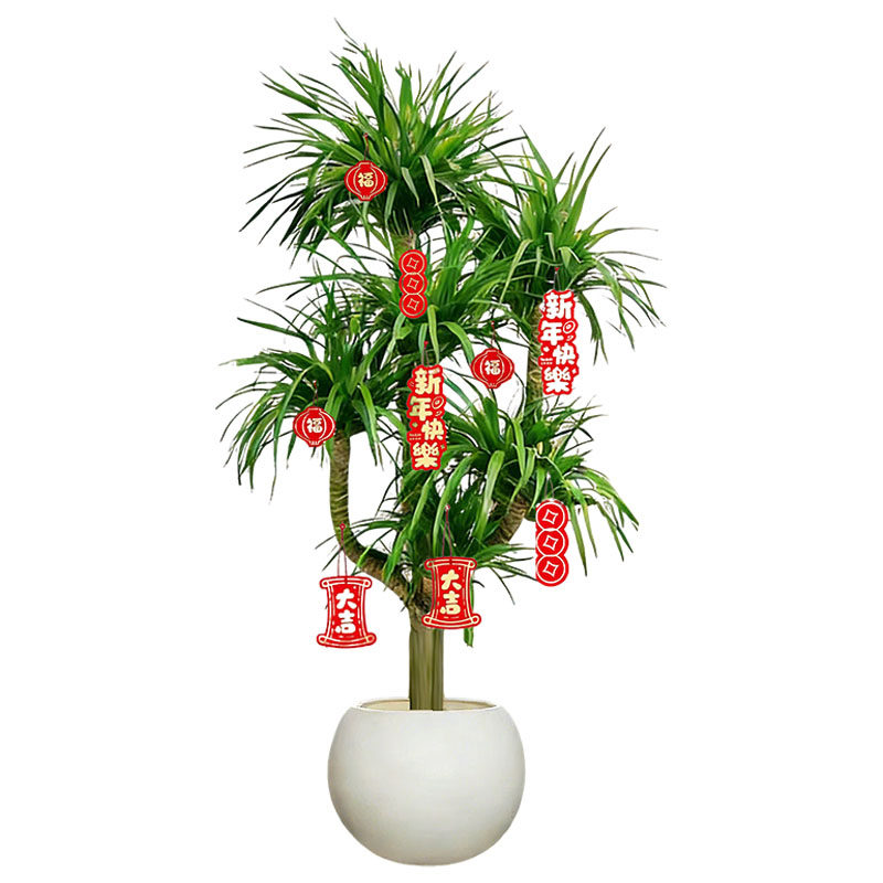 多头龙须树龙铁树龙血树客厅绿植客厅绿植室内大型龙血树植物盆栽,淘宝优惠券,粉丝福利购,淘宝优惠卷