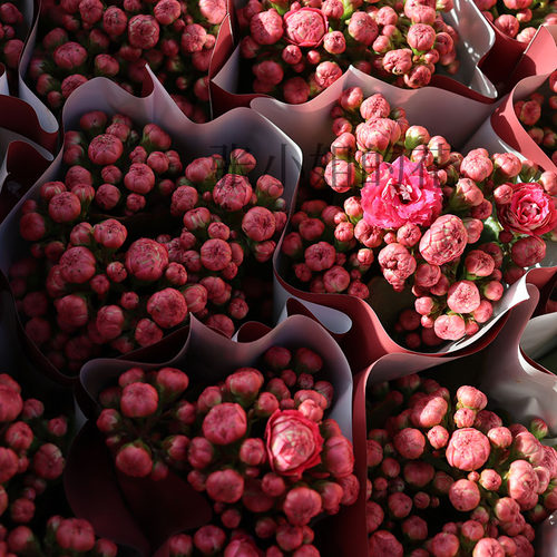 大花惊艳唐卡长寿花四季阳台花卉重瓣窗台多年生草本好养多肉植物 - 图2