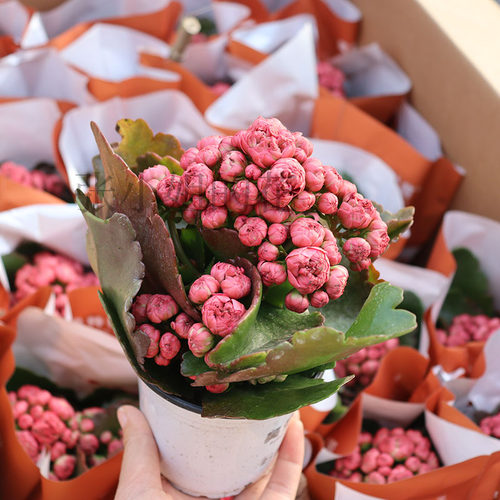 大花惊艳唐卡长寿花四季阳台花卉重瓣窗台多年生草本好养多肉植物 - 图3