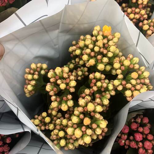 大颗型长寿花带花苞年宵花 室内阳台客厅桌面摆件新年装饰新年花 - 图2