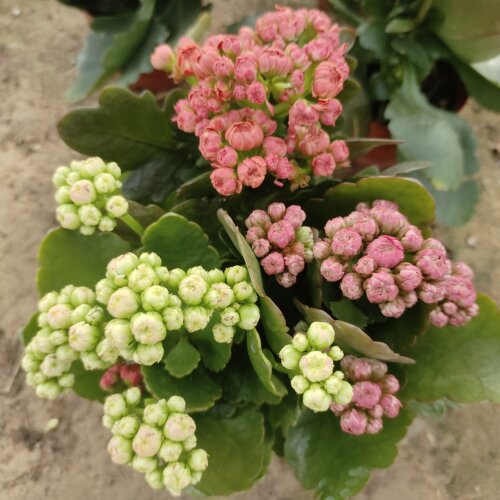 劳拉紫色长寿花稀有新品重瓣带花苞客厅阳台花卉耐寒年宵花好养 - 图0