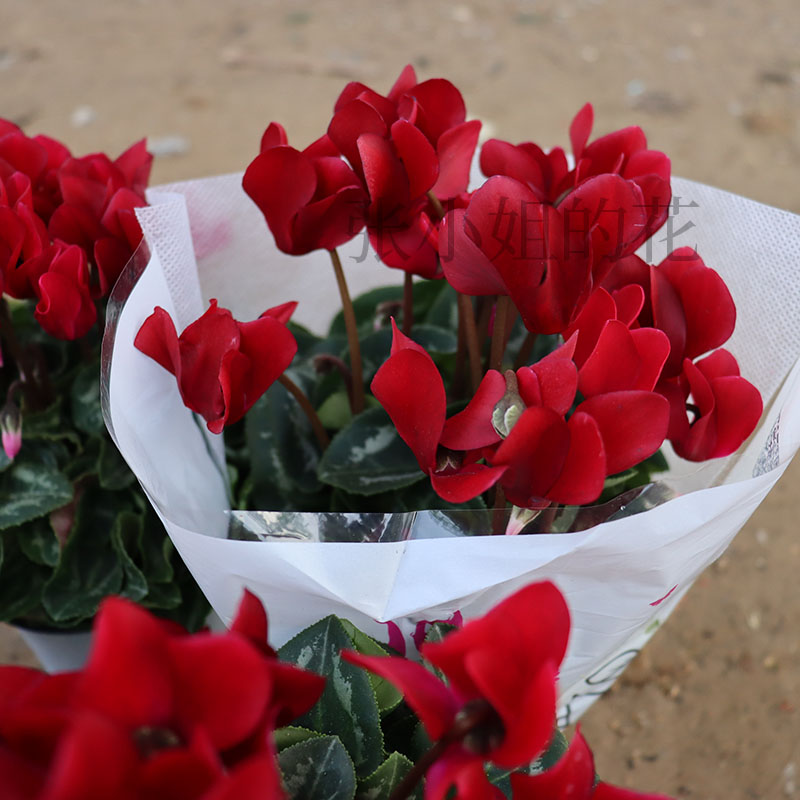 酒红仙客来盆栽带花苞花卉室内客厅阳台花露台耐寒花期长兔耳花 - 图2