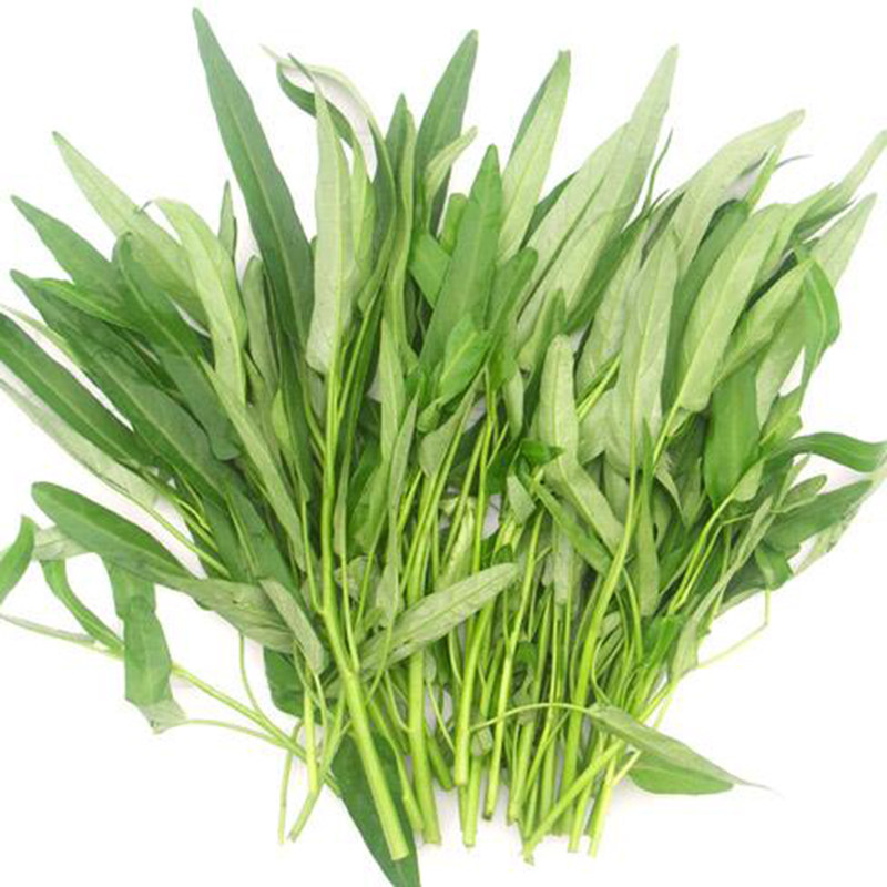 四季青梗柳叶空心菜种子通菜翁菜水生蕹菜种籽阳台盆栽蔬菜种孑籽_虎窝淘