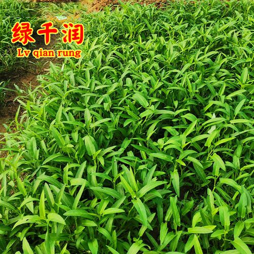 四季青梗柳叶空心菜种子通菜翁菜水生蕹菜种籽阳台盆栽蔬菜种孑籽 - 图0