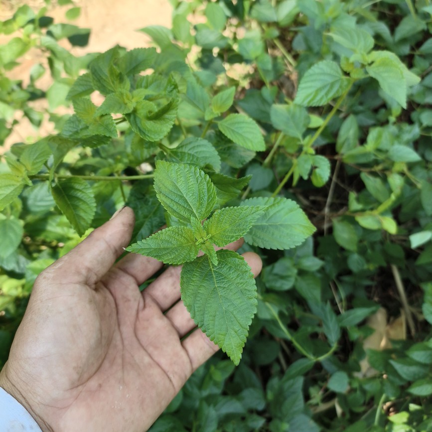 天然新鲜马缨丹中草药材五色梅臭草皮肤宝宝洗澡现采枝叶五色花-图1