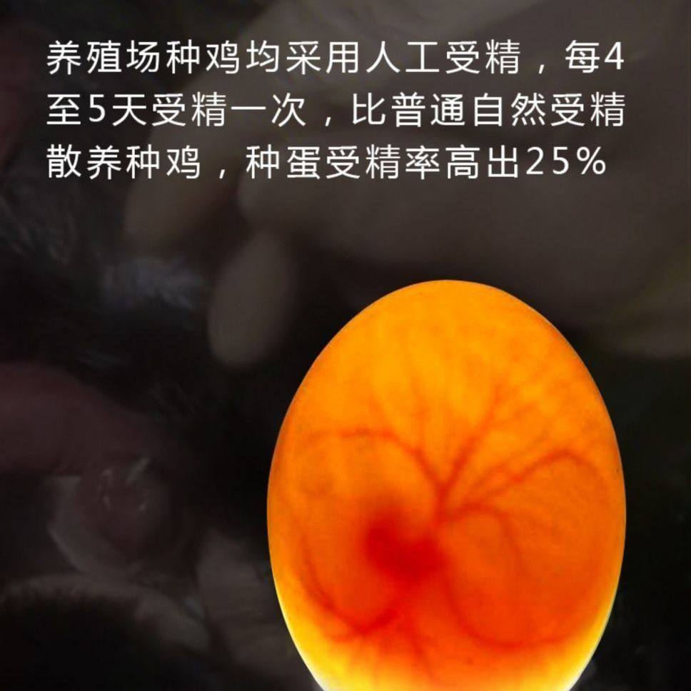 【50枚】正宗五黑鸡种蛋受精蛋可孵化小鸡蛋绿壳蛋乌鸡30枚宠物鸡,淘宝优惠券,粉丝福利购,淘宝优惠卷