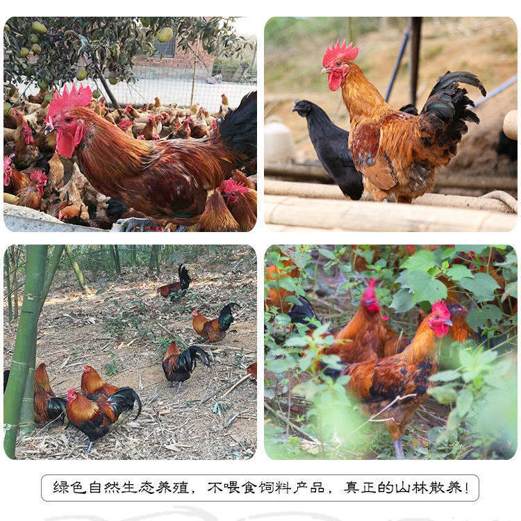 快大型青脚麻鸡种蛋受精蛋可孵化小鸡蛋受精种蛋自然受精土宠物鸡,淘宝优惠券,粉丝福利购,淘宝优惠卷