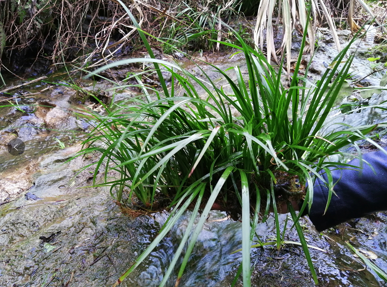 水培石菖蒲挺水植物沼泽过滤草养鱼龟缸盆栽造景吸水耐阴寒绿植花 - 图0