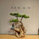 Simulated welcoming pine root carving bonsai ornaments for landscaping hotel B&B tea room tree roots simulated tree entrance hall indoor landscape