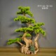 Thuja bonsai simulation welcoming pine green plant bonsai ornaments landscaping hotel decoration simulation tree entrance indoor landscape