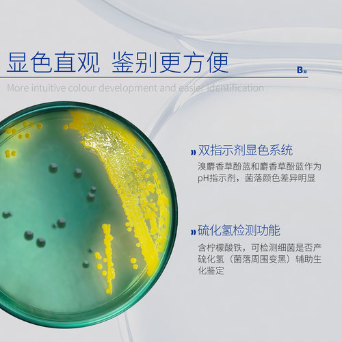 水产弧菌检测盒试剂TCBS琼脂平板弧菌培养皿细菌弧菌快速测试盒 - 图3