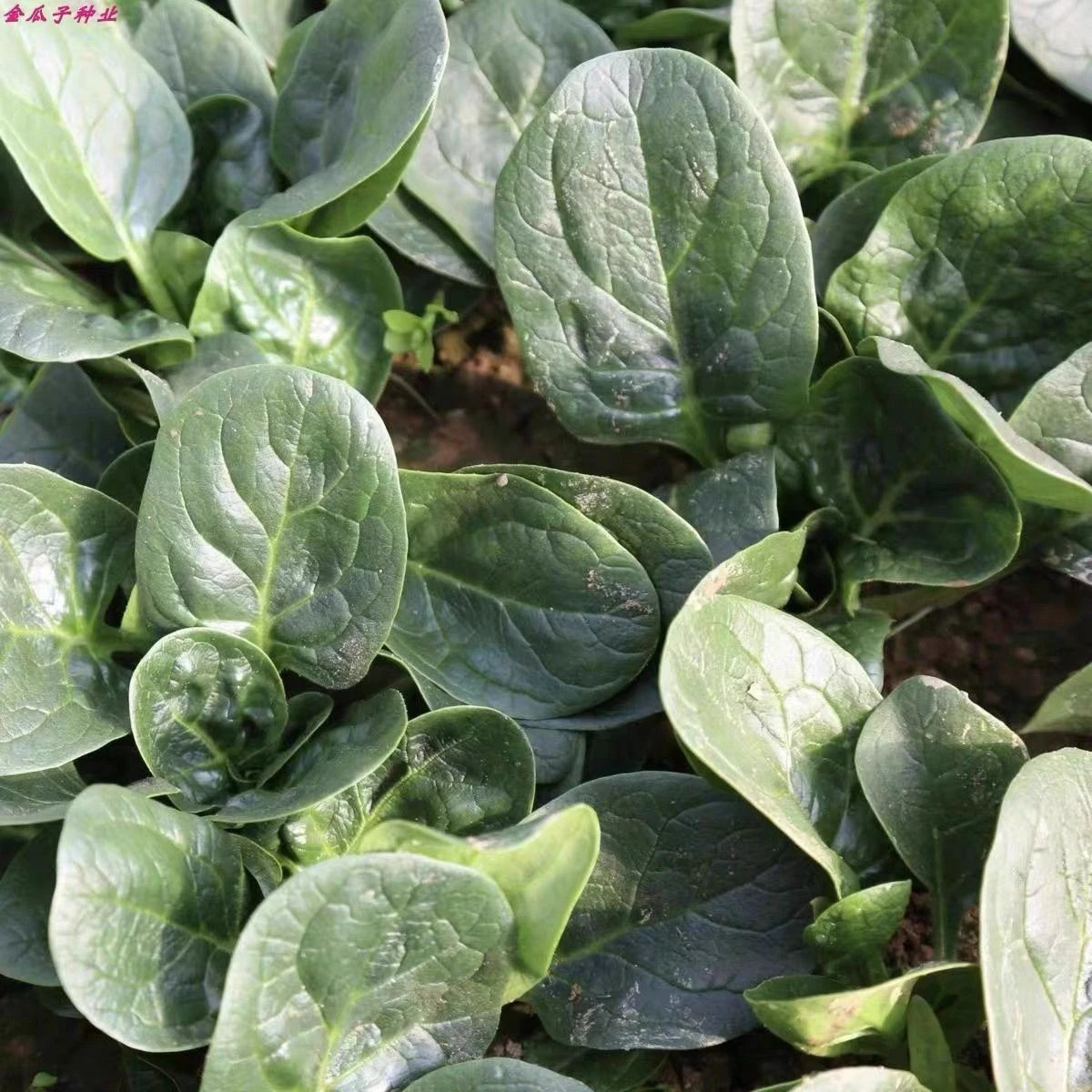 农家传统趴叶菠菜种子 老品种 非转基因 可留种 秋冬季蔬菜种子 - 图1