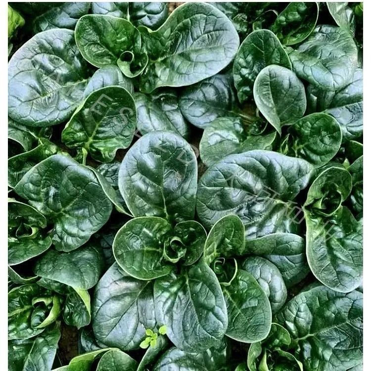 农家传统趴叶菠菜种子 老品种 非转基因 可留种 秋冬季蔬菜种子 - 图0