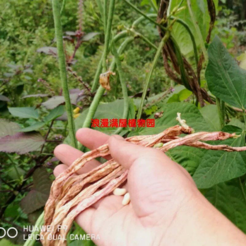 农家传统8月青豆角种子 长豇豆 自留老品种 非转基因 可留种