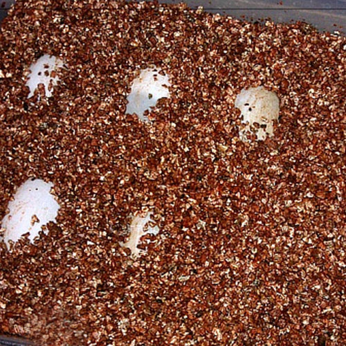 RS爬虫蛭石蜥蜴乌龟爬虫受精蛋繁殖孵化垫材保湿冬眠保湿3L无菌 - 图3