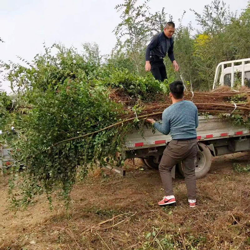 榆树苗 榆树小苗 白榆家榆 食用榆钱树 绿化树 庭院 绿化工程树苗 - 图1