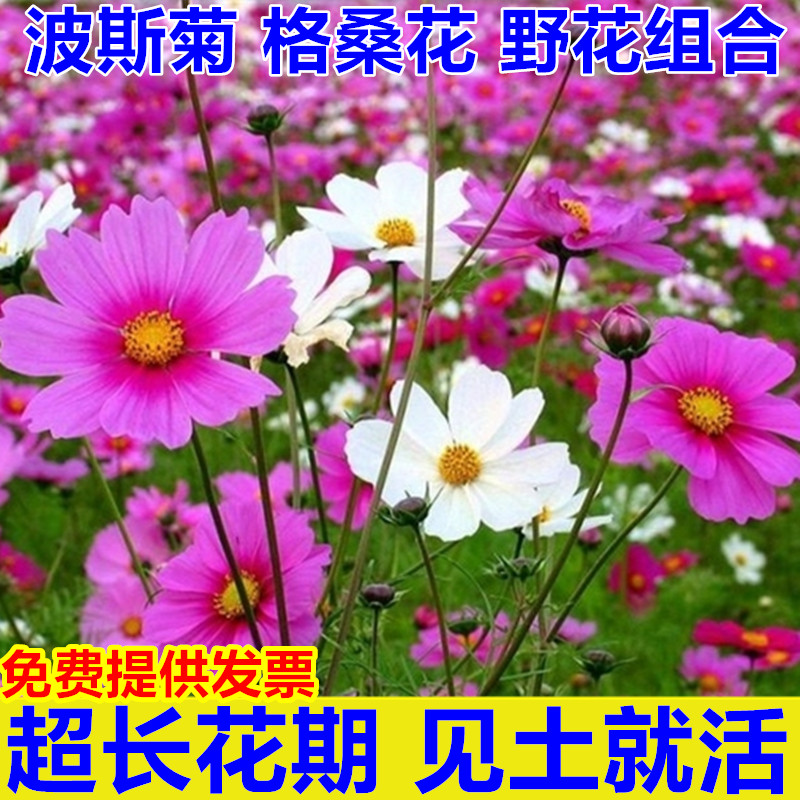 东北扫帚梅花籽 波斯菊种子混色花坛野花种子组合 易种绿化景观草