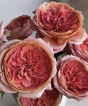 Base Rose-Price for Naked Flowers Price First air freight RMB20  superimposed shipping costs One list 5 Yuan 