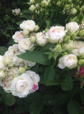 庭院植物日月白桃草莓冻糕