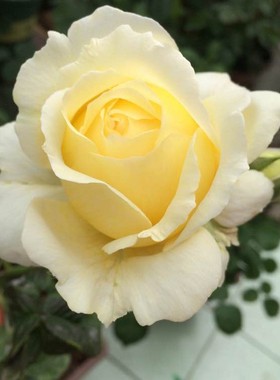 纯真颜色庭院盆栽绿植物花卉