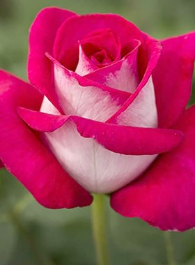 庭院植物贝鲁奇莫尼卡阳台月季