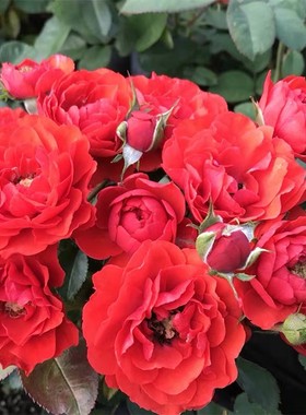 欧月奇卡门廊月季花小苗正红色