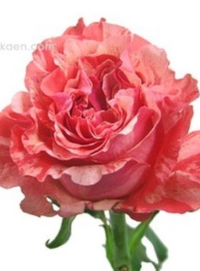 橙色特色庭院阳台盆栽花卉植物