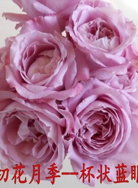 庭院植物欧月杯状蓝眼大花华丽