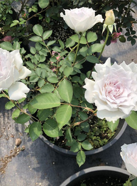 庭院植物日系大天使加百列蔷薇