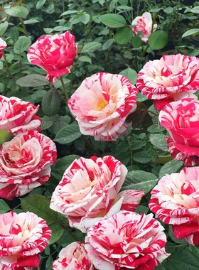 欧月经典条纹系列月季花品种齐全