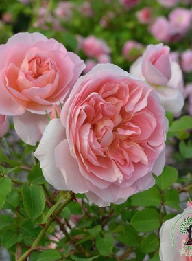 庭院植物直立阳台花卉灌木盆栽