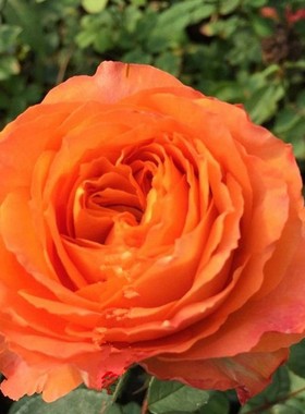 庭院植物浪漫橙色包子直立盆栽