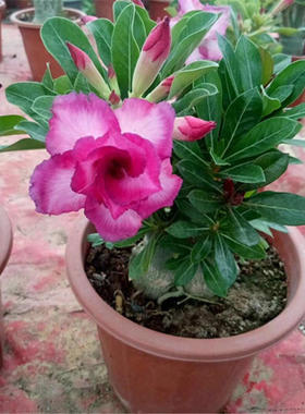 沙漠玫瑰盆栽室内绿植花卉盆景